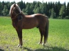 Pipo poseeraa kesällä 2010. Pilven Poika on Pilveriinan ja Paritoni isä.